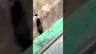 Got off the block !! #funny #funnyvideo #crazyvideo  #bears #bearfight #backdoor #wildlife #ogvsyg