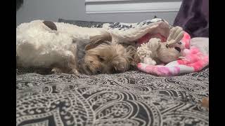 Sweet Dreams, Rylie & Her Pals love you! #goodnight #yorkies #viralvideo #Rylie