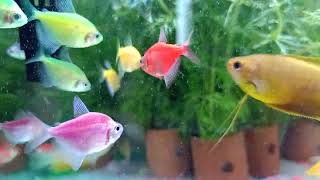 Asmaul husna /ikan glopis aquascape warna warni #aquascape