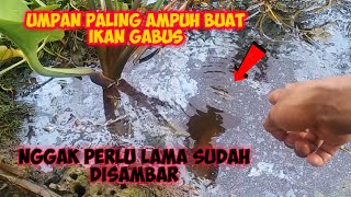 UMPAN PALING AMPUH BUAT IKAN GABUS LIAR..