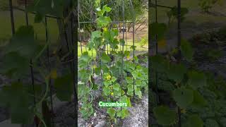 Growing Cucumbers in Florida #cucumber