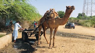 owner is going home after filling the tube with water on the camel.