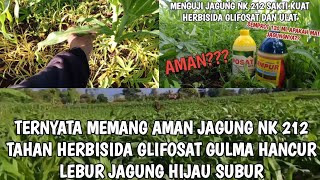 PEMBUKTIAN JAGUNG NK 212 SAKTI KUAT DI SEMPROT HERBISIDA SISTEMIK GLIFOSAT!!! #jagunghibrida #jagung