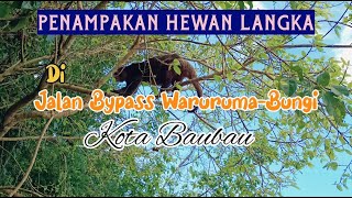 Wow... Tak disangka muncul hewan endemik ini di jalan bypass Waruruma - Bungi #Viralbypassbaubau