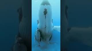 Whale Fish with her baby | Whale fish | Whale | Whale sound