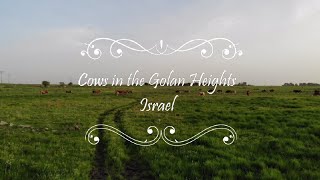 Cows in the Golan Heights~Israei. drone nature films of israel #drone   #israel #4k #nature