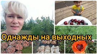 Новые цветочки🌺/Укроп, кругом укроп🌱/Шашлыки на обед/Любите ли вы черешню🍒/Коси коса пока нет росы