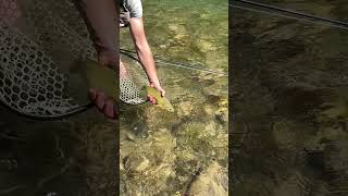 Cutthroat Trout Release on the Blackfoot River