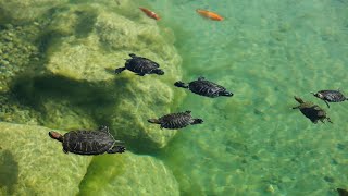 🐢💦🐠 Turtle Tank Mates: Can Turtles and Fish Share a Happy Aquarium? 🧐🌿🐟