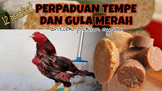 PEMBERIAN TEMPE DICAMPUR GULA MERAH UNTUK AYAM, TERNYATA MEMILIKI 12 MANFAAT YANG LUAR BIASA