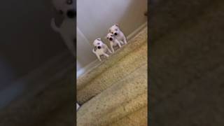 puppies fall down stairs fail