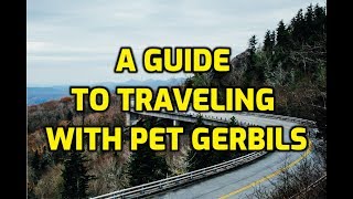 A Guide To Traveling With Pet Gerbils