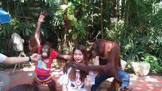 Bangkok Safari World Orangutans Photo Shoot