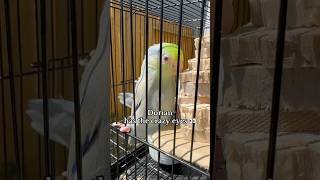 Red eyed bird. #parrotlet #parrot #petlover #birds