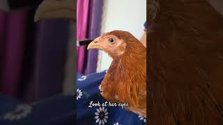 Hen's eye captured in Slowmo : ) | Slowmotion video |#Shorts