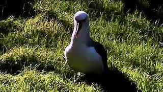 Albatro pico fino - Thalassarche chlororhynchos