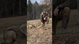 Re-lure or let it ride? Catching coyotes. #trapping #coyotes #outdoors