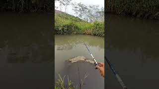 spottt mancing hari ini #wadermania