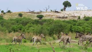 Les Zèbres, Étalons des plaines d'Afrique. 🦓 @NatGeoWildFrance