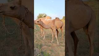 حياة الإبل في الصحراء #ytshorts #camelinthedesert #shorts