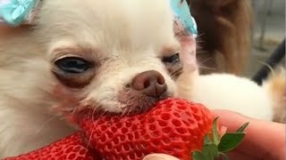 Cute Dog Eating Strawberry