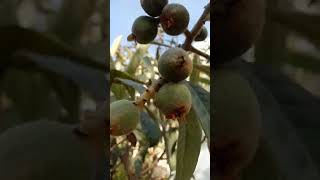 My Loquat Tree Giving Good Fruit This Summer | Home Garden