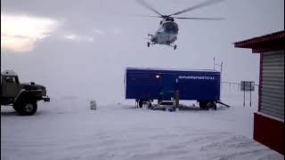 Белый медведь не хочет уходить. Прогнать любым способом