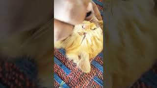 Face cleaning little cute kitten 🐈😻 #cat #pets #funny #funnycats #catlover #cats #kittypets