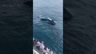 A seriously GIANT whale 😳🐋