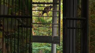 burung jalak rajin berkicau