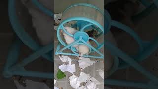 Cute and lovely pets Hamster - Wonderful animals pets #cutepets (2)