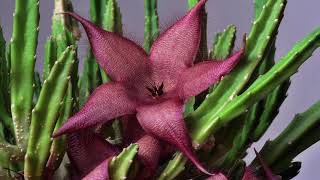 #STAPELIA  /  #СТАПЕЛИЯ  /  STAPELIA  /  #СУККУЛЕНТ