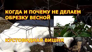 ОБРЕЗКА кустовидной ВИШНИ В КОНЦЕ АВГУСТА. И весенняя обрезка не нужна