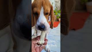 introducing Edible Chew Bone for Beagle puppy |Fredy the beagle|#Shorts