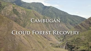 Cambugan: Cloud Forest Recovery