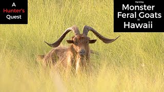 A Hawaiian Hunting Adventure - Feral Goats On the Big Island