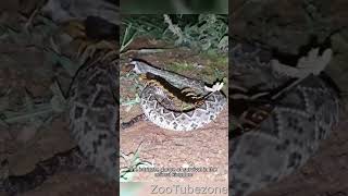 The Battle of Snakes and Centipedes #shorts #snakes #centipede #fighting #snake #animalshorts