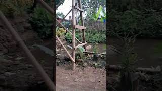 penampakan kebun anggur minimalis