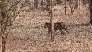 Tiger Cubs go back to the prey at Bandhavgarh-May 2024