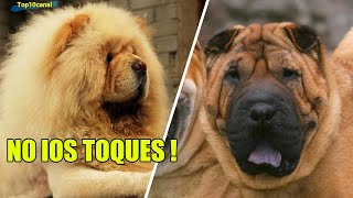 Chow Chow vs Sharpei ¿cual es mas peligroso?