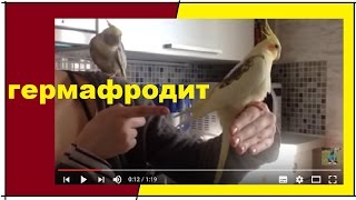 Корелла спаривается. Самец или самка? Какого пола попугай Кеша? Гермафродит.