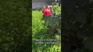 Станьте для себя самым лучшим садовником!❤️