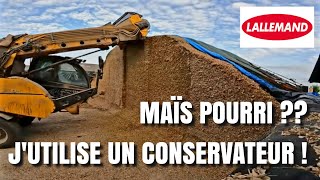 PROBLÈME DE CONSERVATION DU MAÏS ?? 🌽  LALLEMAND