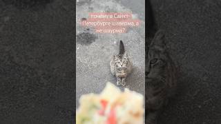 покорми бездомного котика  ❤️🐈  #пушистыедрузья