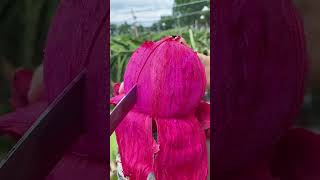 This dragon fruit looks very tempting🤤#fruits #fruit #youtubeshorts