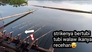 walaw recehan // tapi bisa strike bertubi tubi!!mancing cirata