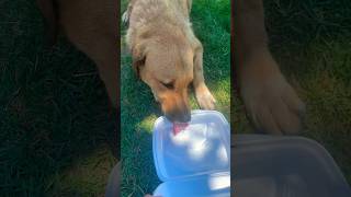 ☀️🌴Give water to homeless dog in the hot beach Antalya #turkey #viral