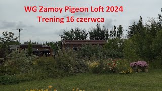 WG Zamoy Pigeons Loft 2024 Trening 16 06