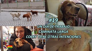 UN DIA DE TRABAJO/CAMINATA LARGA/COCKY TIENE OTRAS INTENCIONES/ VERITO VLOG LA BOLIVIANITA