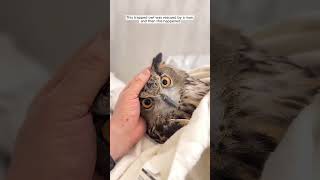 This trapped owl was rescued by a man, and then this happened #animalshorts #shortvideo